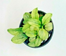BUY 2 GET 1 FREE Anubias Nana Pinto Anubias White Easy Live Aquarium Plants