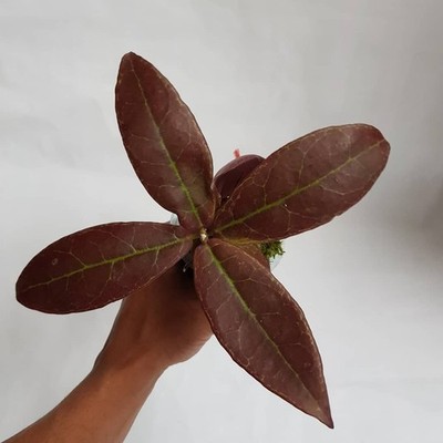 Hoya Buntokensis Red Sp Borneo