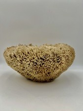 Giant Vintage Sea Sponge -Natural- Yellow