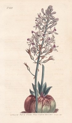 Drimia Elata Satin squill South Africa flower engraving Kupferstich Curtis 822