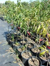 FLAME PRINCE PEACH 4-6 FT TREE PLANT SWEET JUICY PEACHES