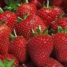 Organic Strawberry plants -- Quinault  - 1" bare root 10  count U.S.A