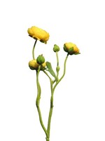 Artplants Kunstblumen Zweig Ranunkel Jixiang, Gelb, 50 Cm
