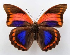 Prepona for collectors | Prepona werneri, brooksiana females