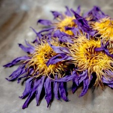 Blue Lotus Nymphaea Caerulea 100 Organic Herbal Hand Picked Pure Dried Flowers