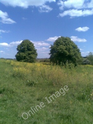 Photo 6x4 Two trees Northampton/SP7561 Two trees on the bank of the Rive c2010