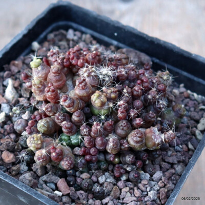 A8414 MAMMILLARIA BOCASANA FRED MONSTER pot10-H5-W8 cm MaMa Cactus | eBay