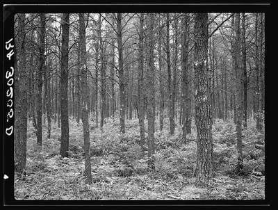 Photo:Black River Falls Wisconsin 1937 Jack Pine Land Use Project Forest