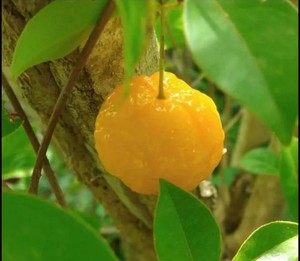 Eugenia sp. "Pirula"