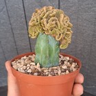 Foto 18 di 24