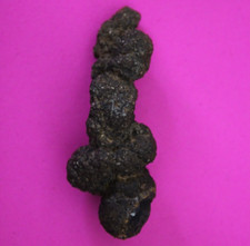 Giant Lizard Poop 5 Million Years Old Genuine Real Fossil Dinosaur Girl COA S32