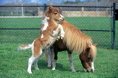 Kieselgur 1,6 kg Pferd & Pony Feldstall MILBENVERNICHTER Behandlung Schild