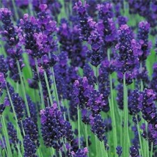 English Lavender Augustifolia 'Hidcote' Perennial Garden Plug Plants - 6