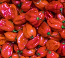 RED SCOTCH BONNET HOT PEPPER SEEDS 30+ spicy CARIBBEAN culinary FREE SHIPPING