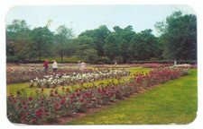 Rochester NY Postcard Rose Garden Maplewood P...