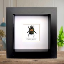 Phanaeus for collectors | Horned Rhinoceros Dung Beetles