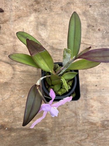 Cattleya Kerrii 4” Pot *FLOWER - Picture 3 of 5