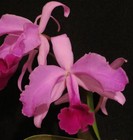 Cattleya lawrenceana rubra flamea ‘Daisy May’ Original Division Species