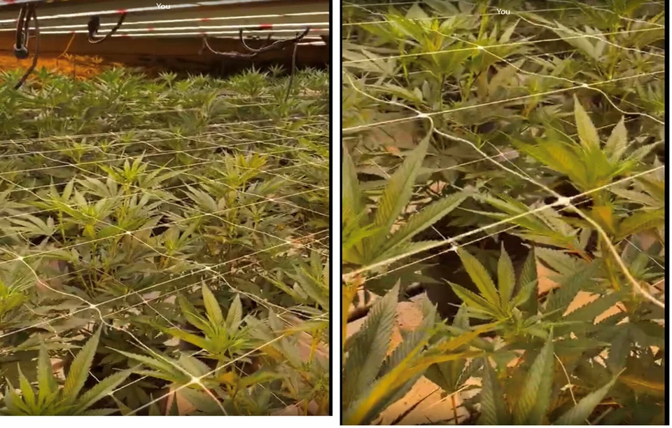 3280' x 6.5' Trellis 植物支撑网网户外绿色藤蔓保护杆 — 第 3/4 张图片