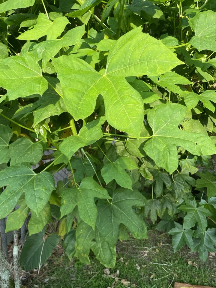 10 Hawaii Chaya Maya Tree Spinach Cuttings Volcanic Soil Superfood Cnidoscolus - Image 4 of 4