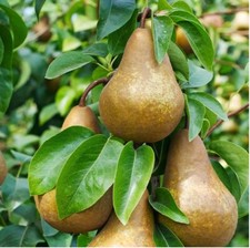 Semillas de pera Bosc Pyrus Pyrifolia árbol frutal nativo comestible