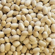 Navy Bean Seeds Treated. Free Shipping