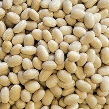 Navy Bean Seeds Treated.  Free Shipping