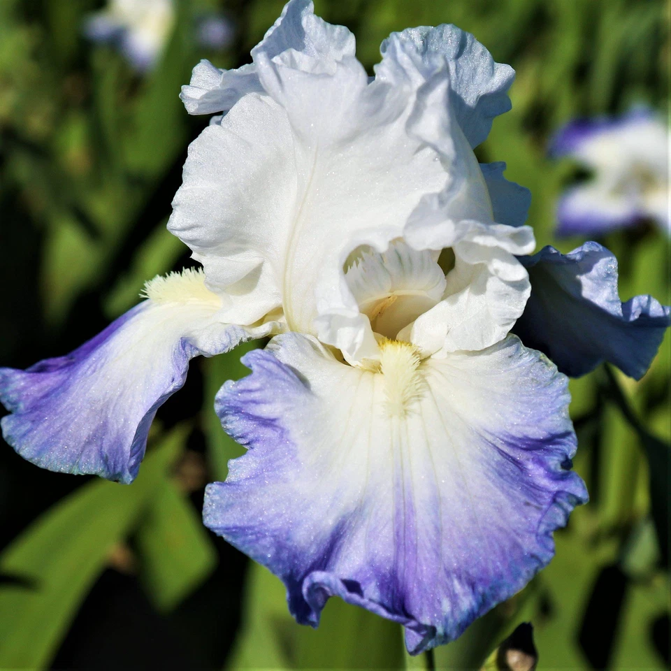 Easy to Grow Bearded Iris Clarence Plant Bulbs, Flowers in Spring and Fall - Image 3 of 4