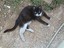 domino_katz
