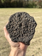 Extinct Baleen Whale Vertebrae Fossil Segment- Not Modern