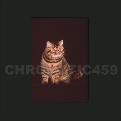VINT 1991 35MM CLR SLIDE Brown Mackerel Tabby Exotic Shorthair CAT SHOW CHAMPION
