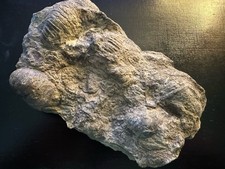Brachiopoden Ansammlung