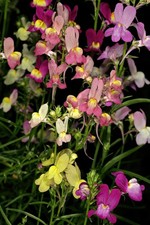 LINAZA MARROQUÍ NORTH LIGHTS MIX - LINARIA MAROCCANA 25+ SEMILLAS Z 256