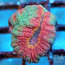 Rainbow Lobo - NOT WYSIWG | Live LPS Coral | Aquacultured