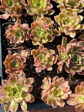 Imported sweet tea succulent