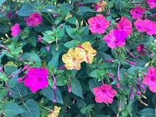 Mirabilis Jalapa, Marvel of Peru, Four O’clock Flower - 50