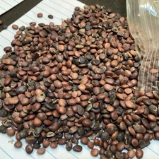 Judas Tree Tree seeds (CERCIS SILIQUASTRUM)