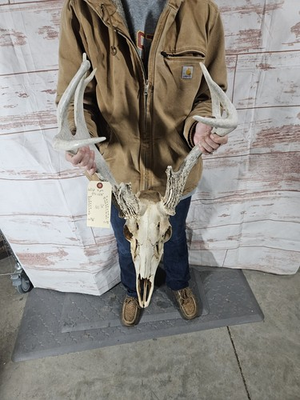 #ad #ad Wild 9 Point Whitetail Deer Antler Rack Horn Skull European Mount Man Cave 121quot; $109.00