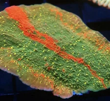 Live coral Grated Sunfire Cap Montipora SPS Coral Fast Growing 1-2” Frag