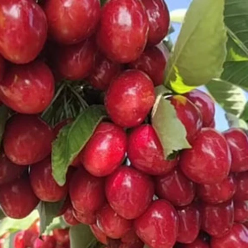 New Fresh 100pcs Cherry Fruit Seeds Generic - Picture 4 of 4