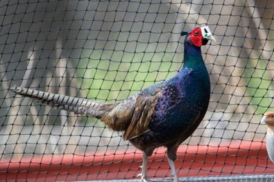 6+ Melanistic Pheasant Hatching Eggs