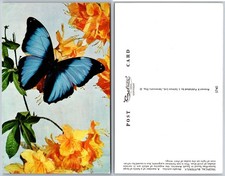Blue Butterfly Yellow Flowers Postcard