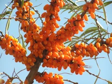 Sea Buckthorn 25-500 Seeds Seaberry Tree Hippophae rhamnoids Shrub 9X Vitamin C!