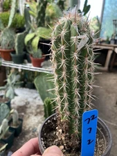 Pilosocereus gounnellei Xique Cactus 7"Tall This Plant #72B