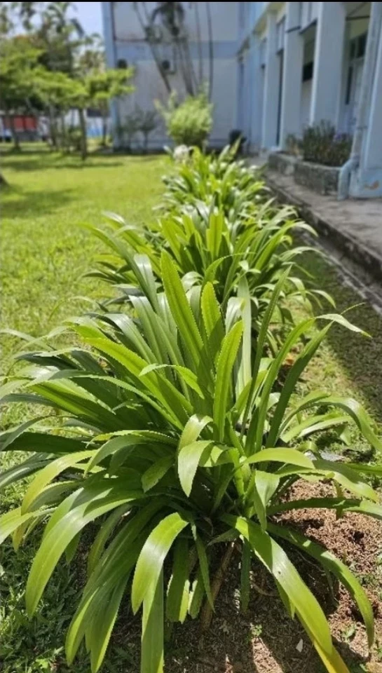 Crinum Asiaticum - remedies for wounds, swelling, joint pain, and other ailments - Image 3 of 4