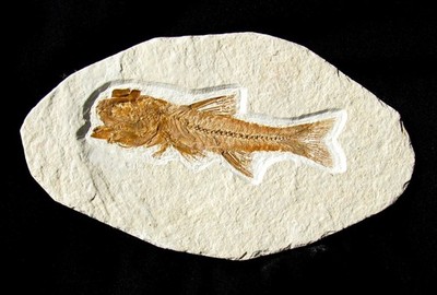 BEAUTIFUL TOP QUALITY FOSSIL AMPHIPLAGA FISH FROM WYOMING - NICE SCALE PATTERN!