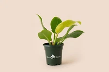 Philodendron Moonlight 4" – Bright Neon Foliage Indoor Houseplant