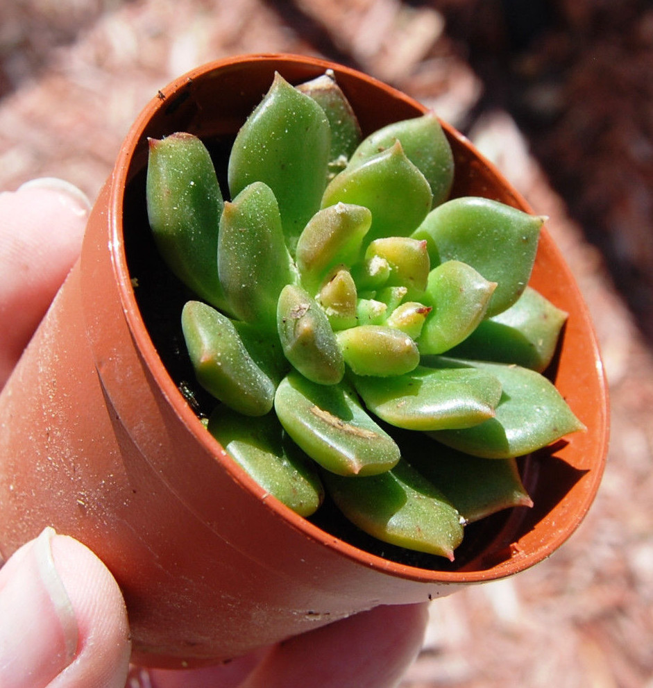 Sleepy' Echeveria Green Slow Growing Rosette Crassulaceae Rooted Succulent  | eBay