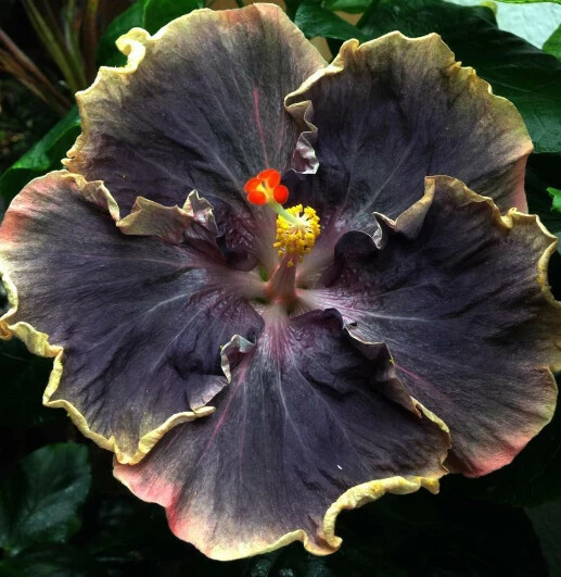 30 Rare Hibiscus Seeds - Rare Non-GMO Heirloom Variety for Your