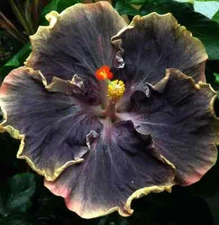 30pcs Rare Hibiscus Seeds - Rare Non-GMO Heirloom Variety for Your Garden.